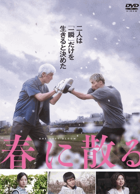 [DVD]  春に散る